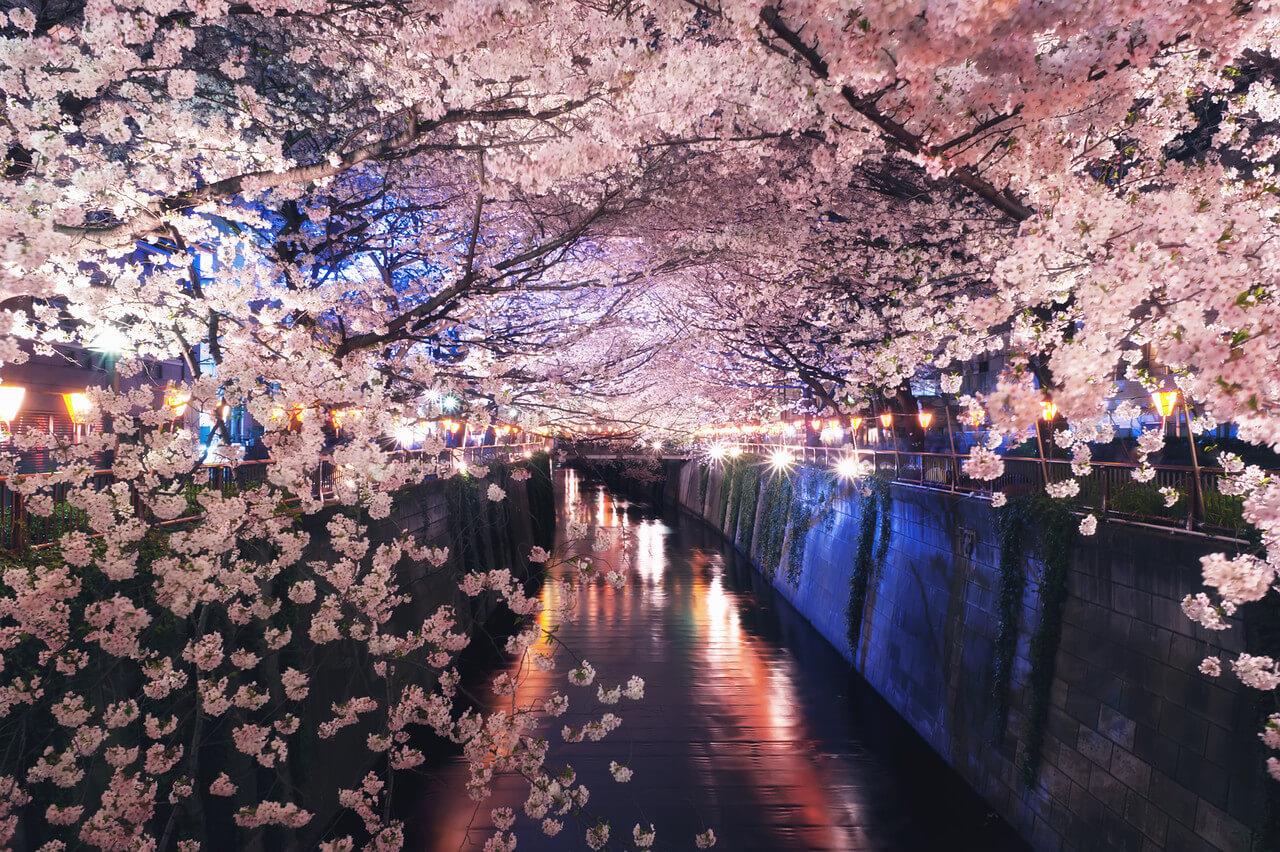 5 địa điểm đẹp như tranh vẽ ở Tokyo mùa hoa anh đào
