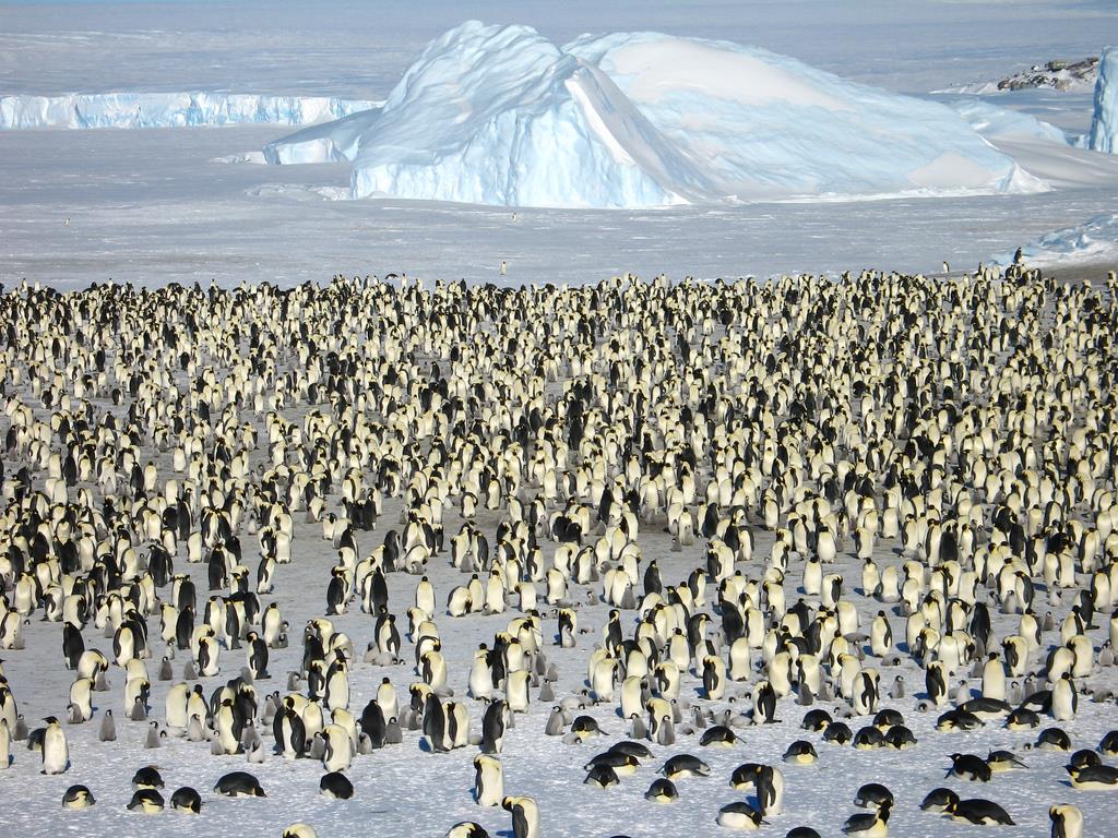 Chụp hình kỷ niệm với chim cánh cụt