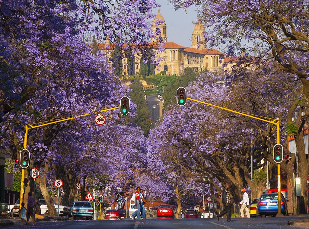 Phượng tím nở rộ ở Pretoria
