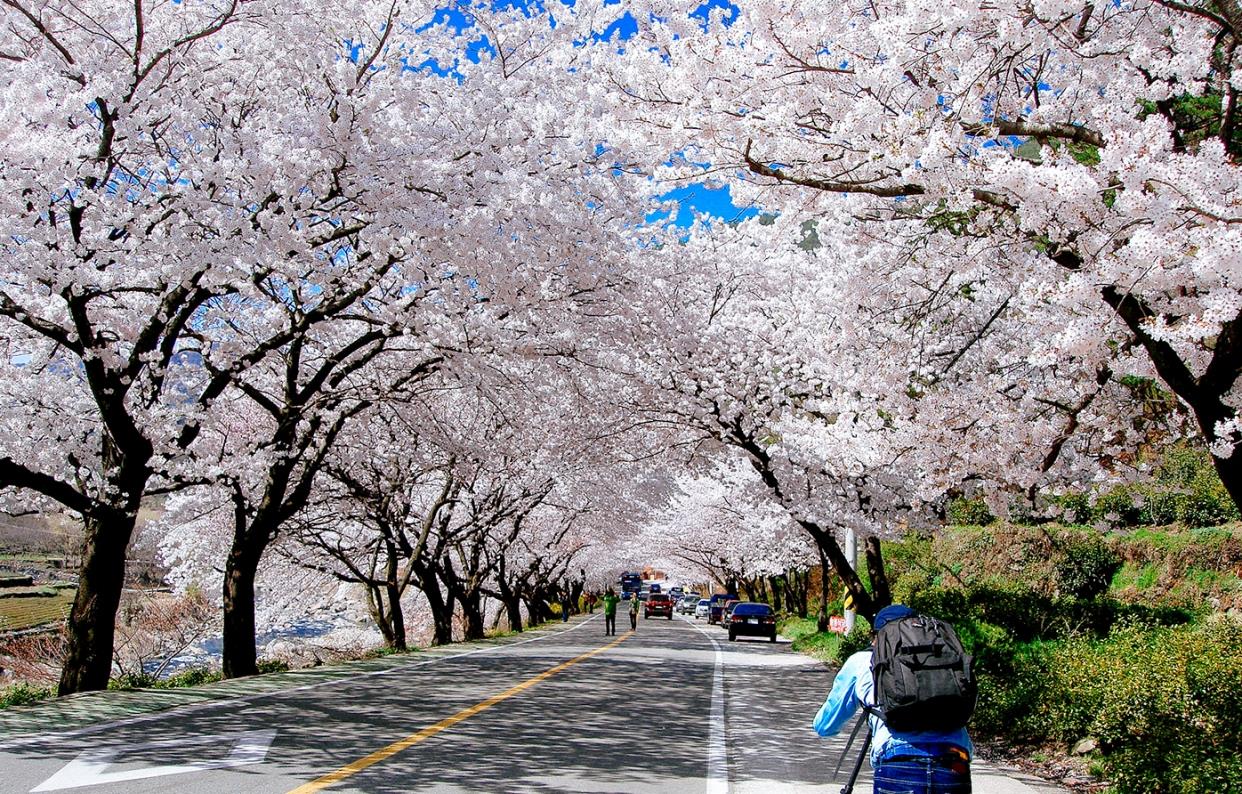 Du lịch Nhật bản ngắm hoa anh đào 7 ngày giờ bay đẹp  TOKYOMETRO