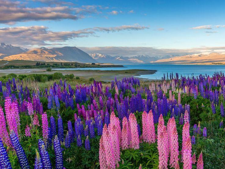 10. Hoa đậu ở hồ Tekapo, New Zealand