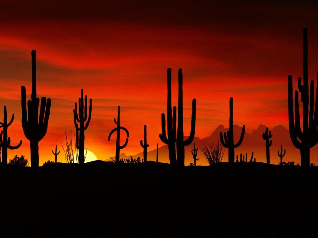Sa mạc Sonoran