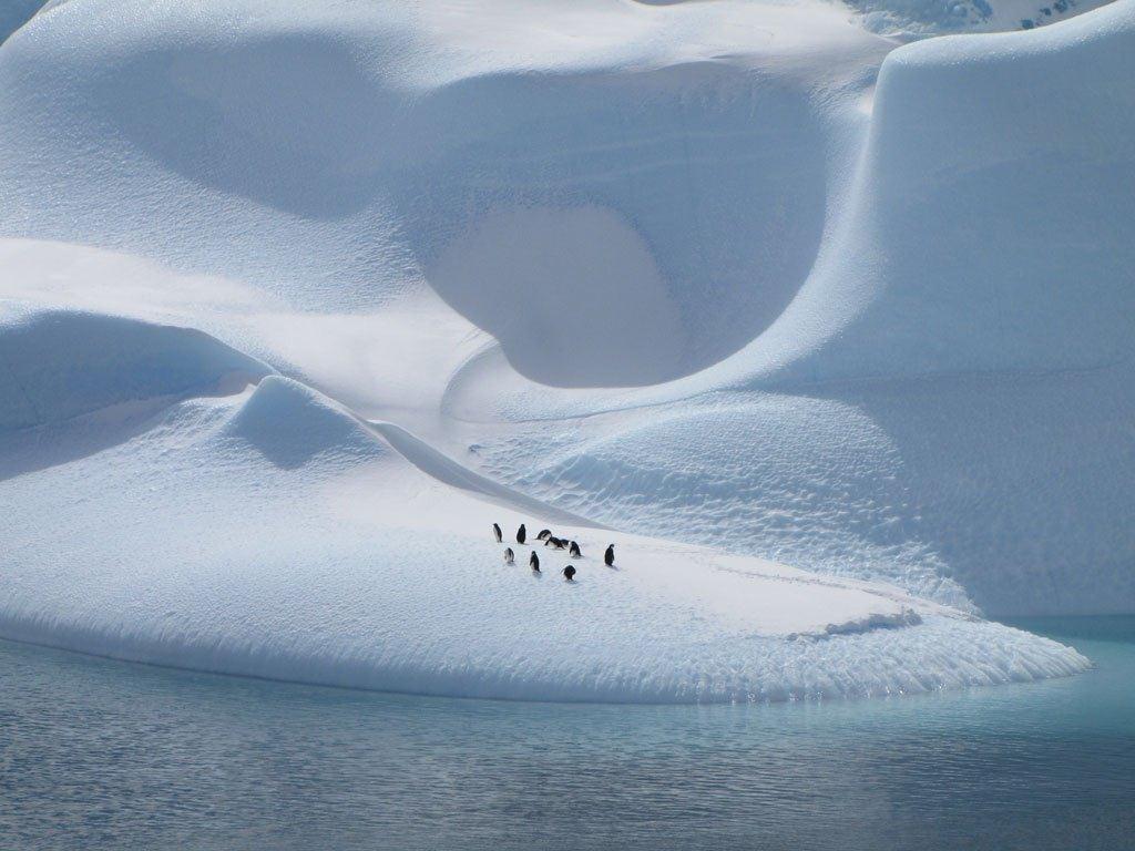Những chú chim cánh cụt ở Nam Cực