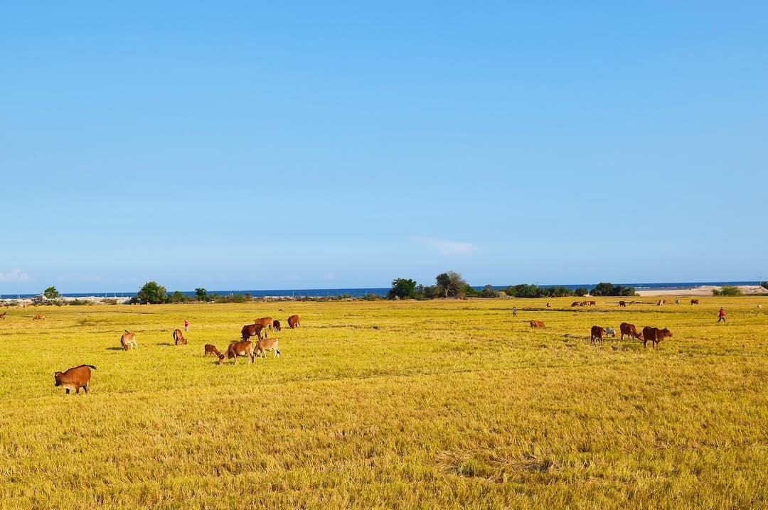 Đồng cỏ nơi chăn thả gia súc