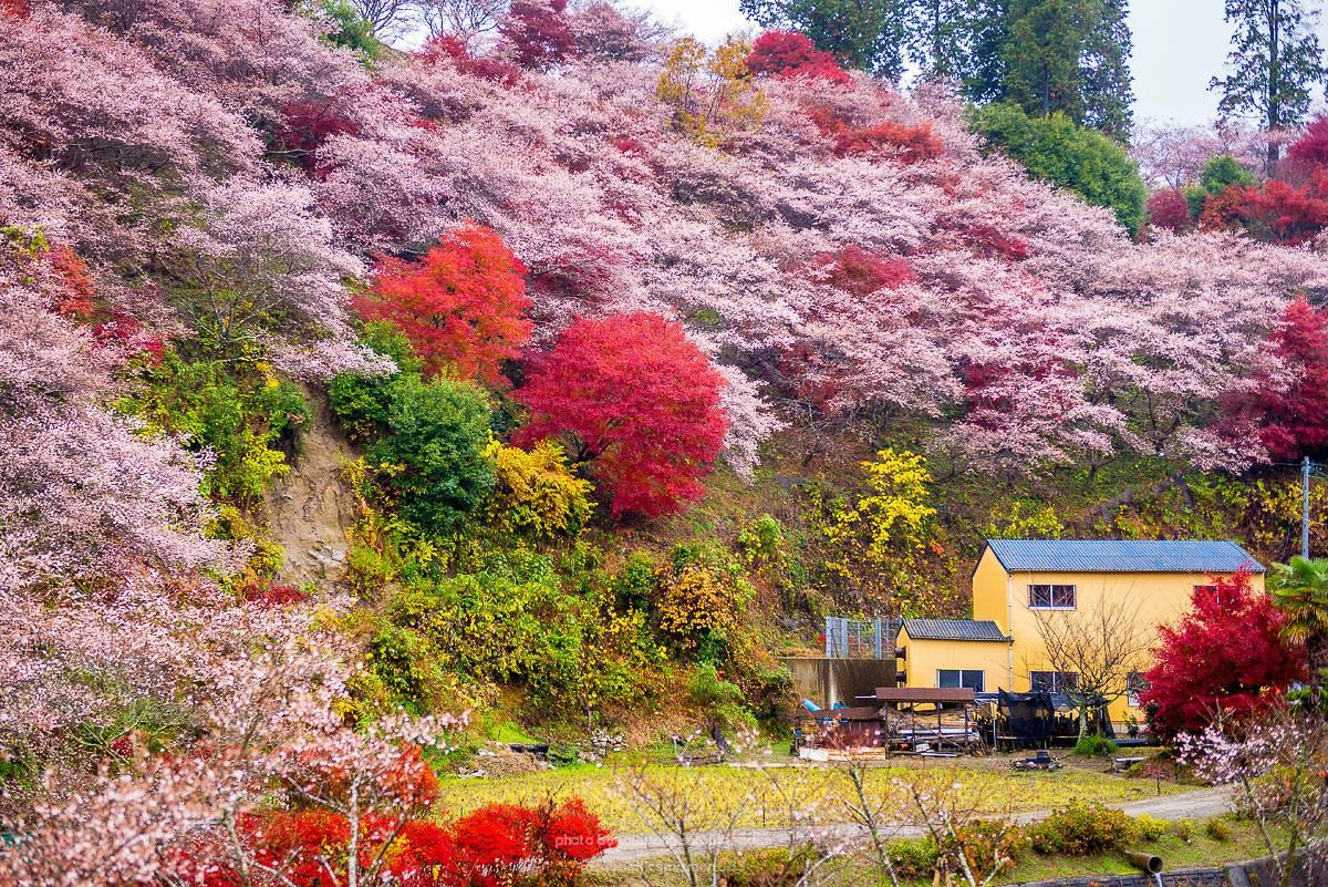 Hoa anh đào trái mùa ở ngôi làng Nhật Bản | VIETRAVEL