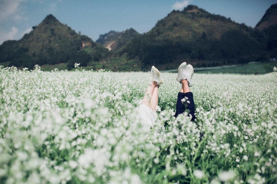 Ghé Mộc Châu ngắm hoa cải trắng