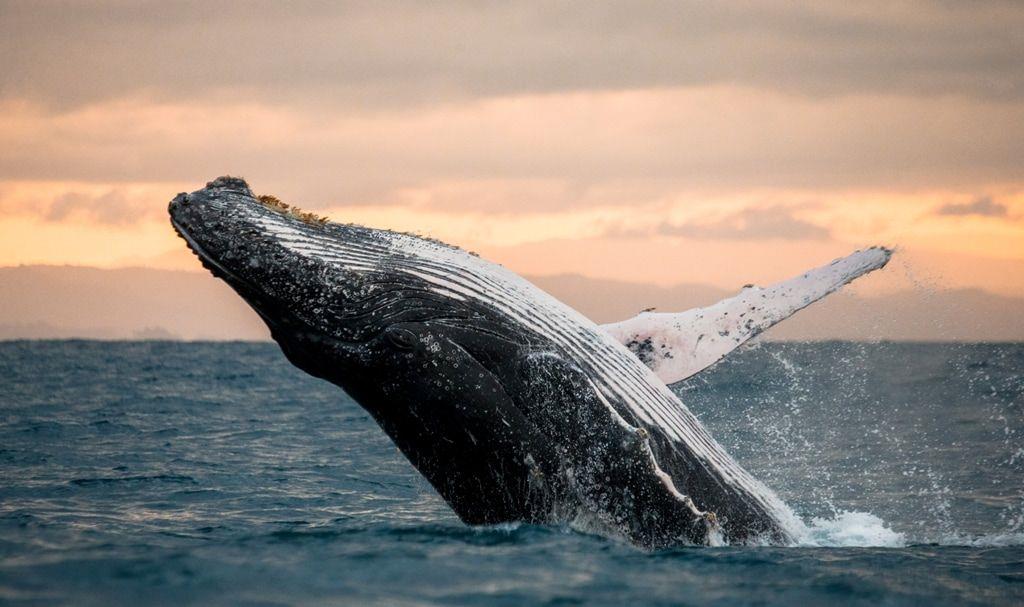 Điểm ngắm cá voi trên cạn tốt nhất thế giới 