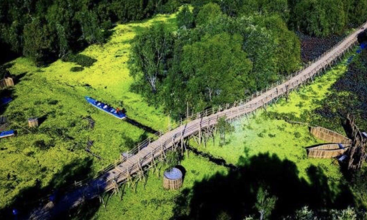 Bamboo Bridge Tra Su Melaleuca Forest 
