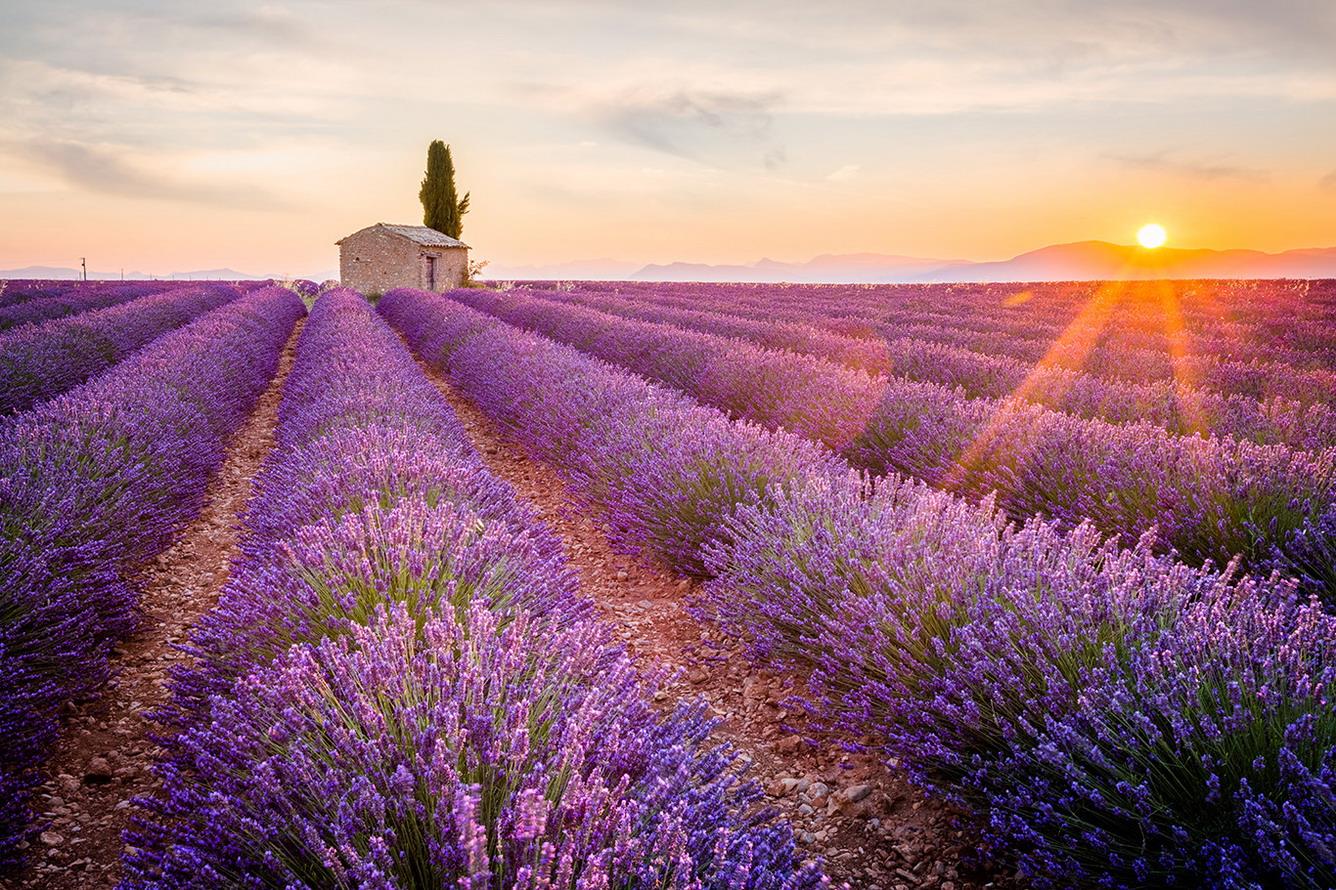 Cánh đồng oải hương lãng mạn ở Provence, Pháp