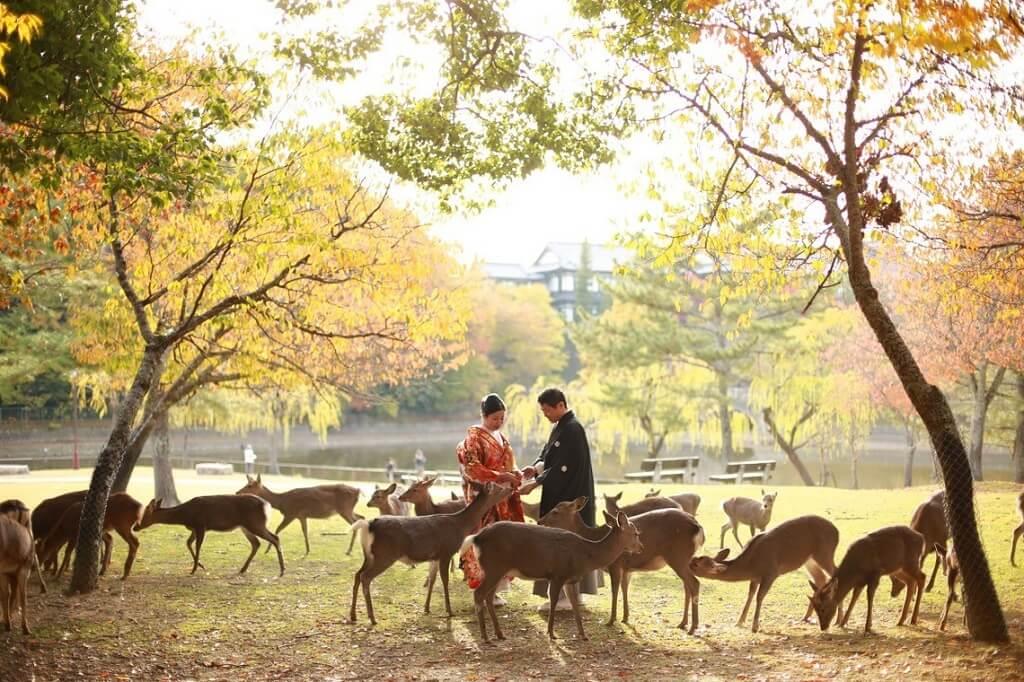 Công viên Nara, Nhật Bản
