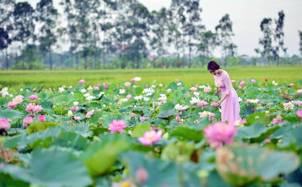Lotus dress Ninh So