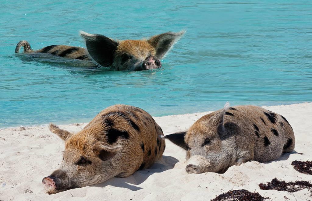 Big Major Cay – Đảo lợn, Bahamas