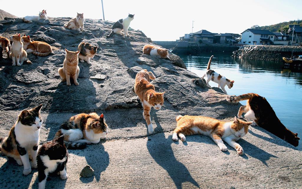 + Đảo Tashirojima – Đảo mèo