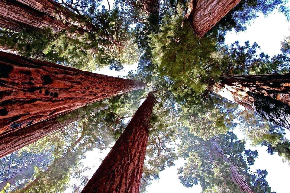 Vườn quốc gia Sequoia 