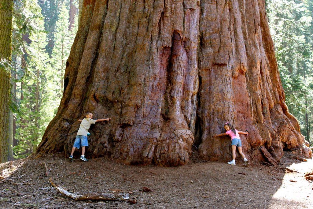 Vườn quốc gia Redwood