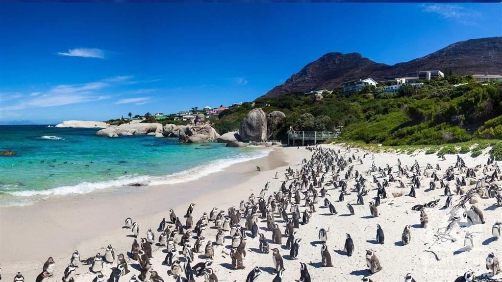 Ngắm chim cánh cụt ở bãi biển Boulders