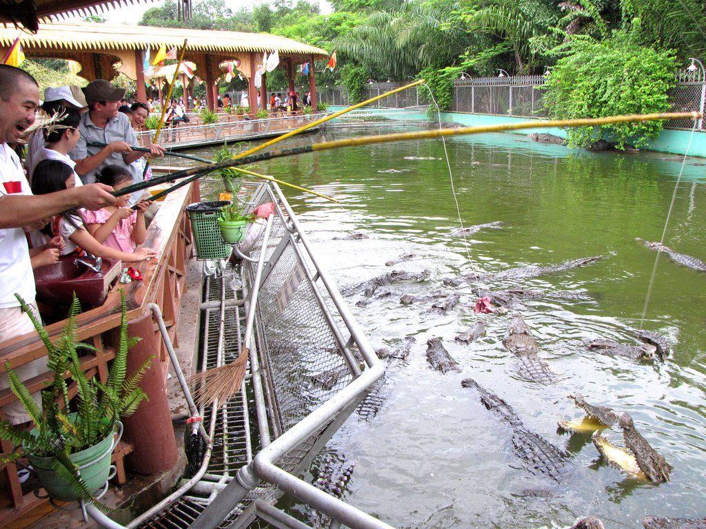 Crocodile fishing
