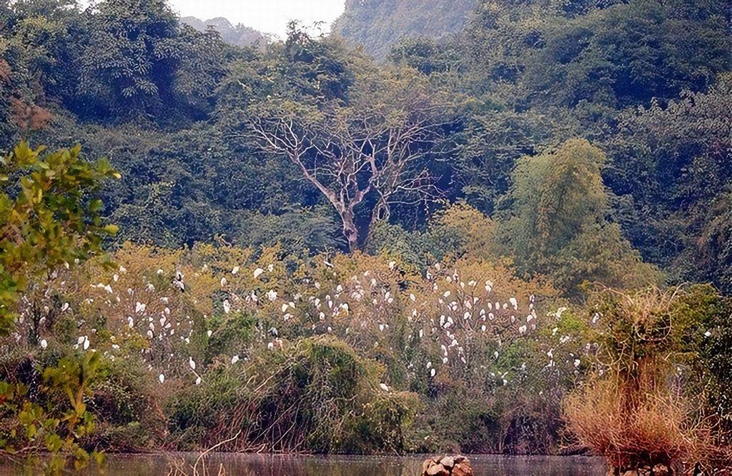 4. Khu bảo tồn chim Thung Nham Ninh Bình (Vườn chim)