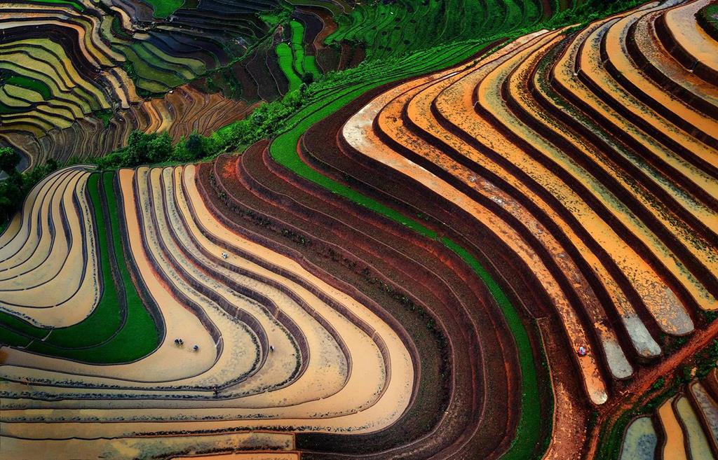 The time when Hoang Su Phi terraced fields fell