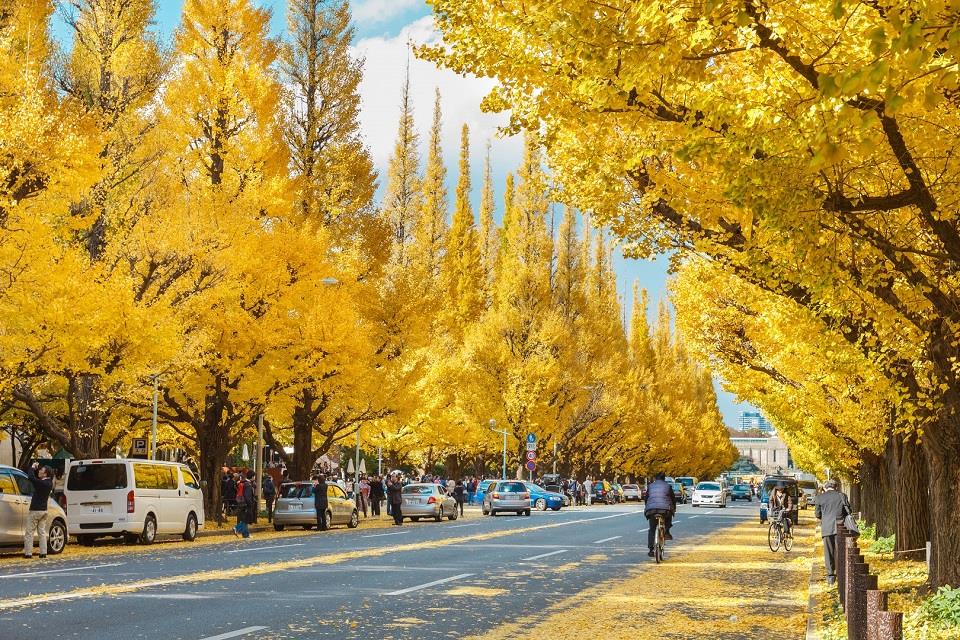 Tản bộ trên đại lộ Meiji Jingu Gaien vào mùa thu