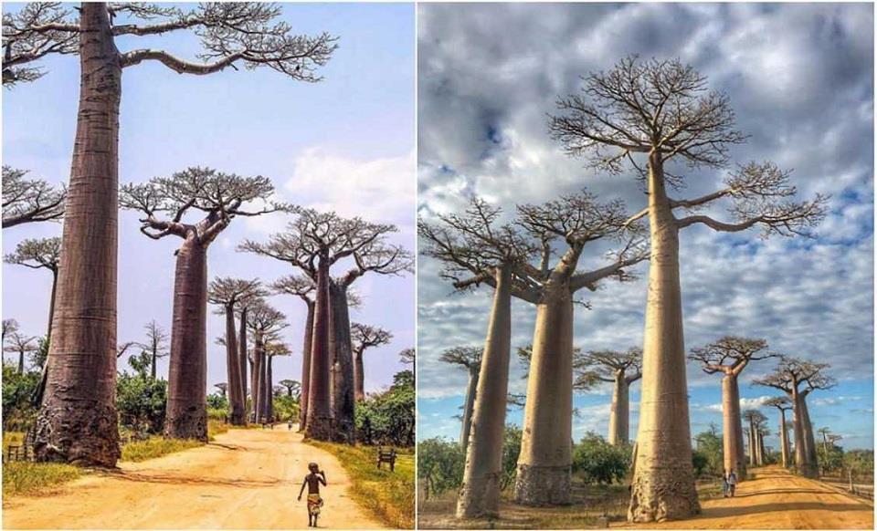 Khám phá vẻ đẹp của đại lộ cây Baobab nổi tiếng tại Madagascar