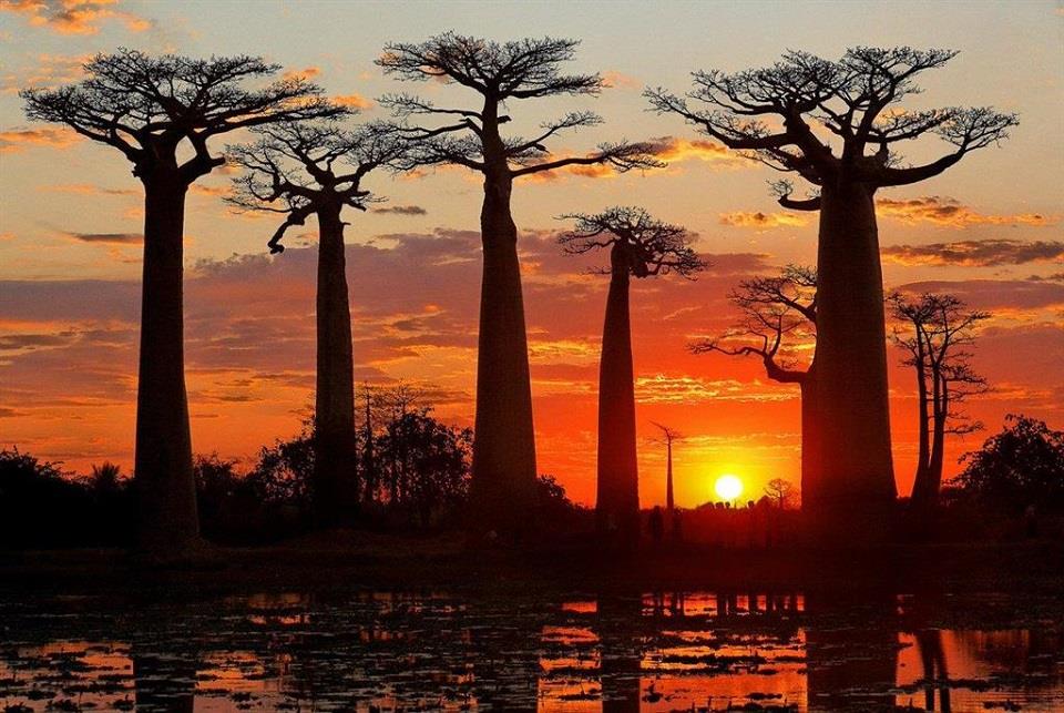 Cây baobab mang lại nhiều nguồn lợi cho con người