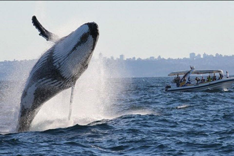 Ý nghĩa của lễ hội ngắm cá voi Hermanus
