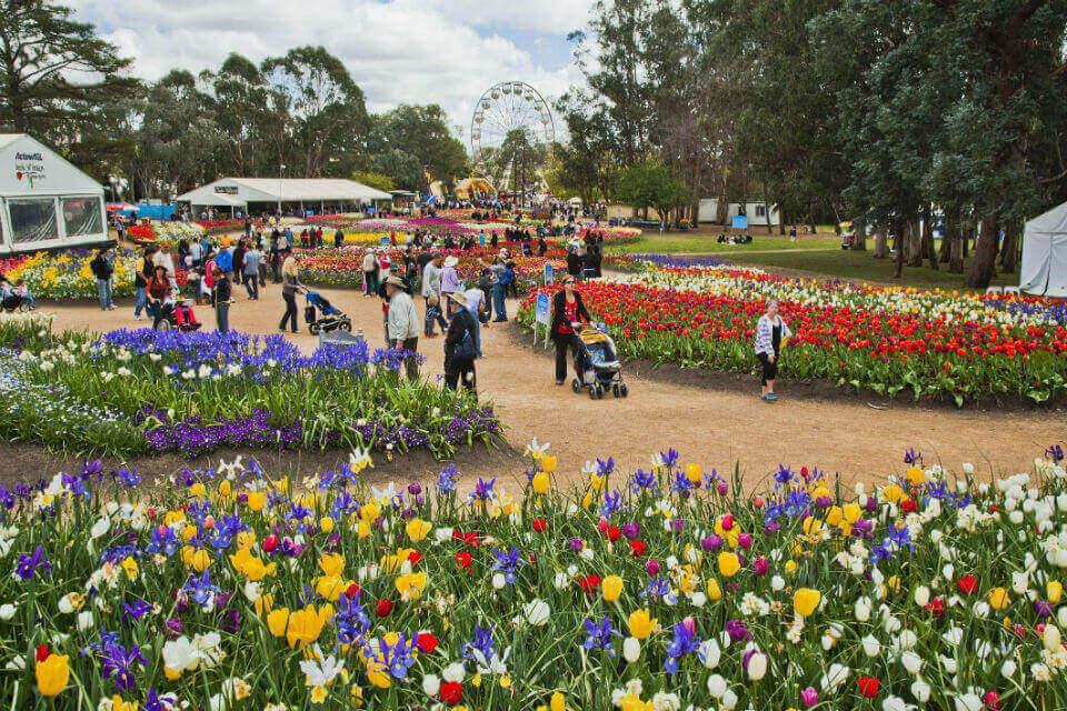 Tham gia lễ hội hoa Floriade, Canberra