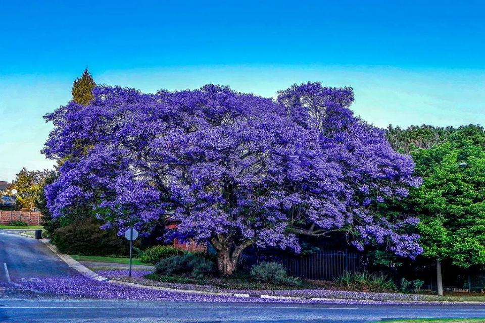 Ngắm sắc hoa phượng tím, Sydney