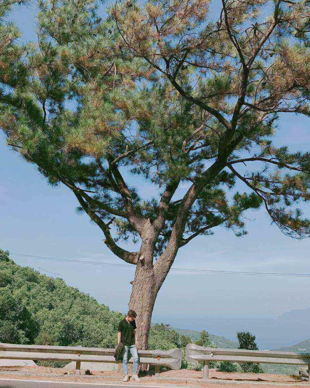 Lonely pine tree pass Hai Van, Hue - Da Nang
