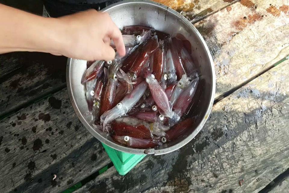 Squid jumping Vung Ang