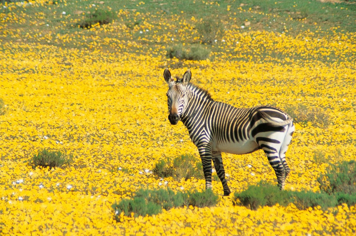 Công viên Quốc gia Pilanesberg