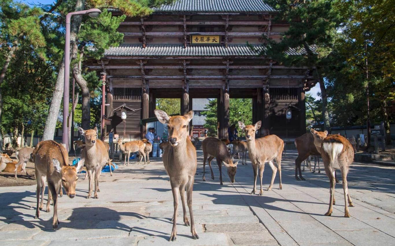 Công viên hươu Nara 