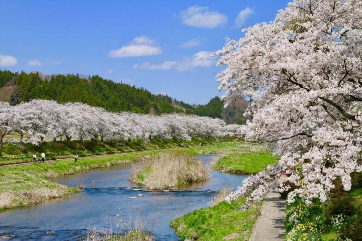Ngắm hoa anh đào bên sông Natsui