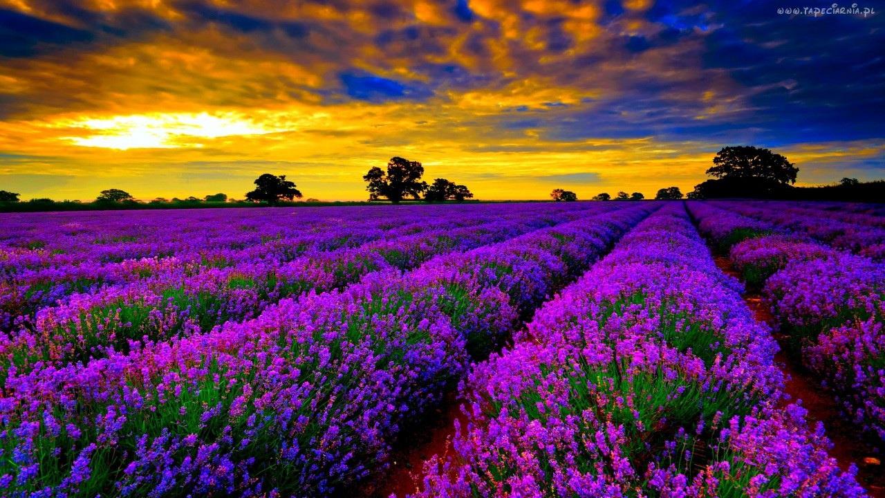 Kết quả hình ảnh cho image lavender provence