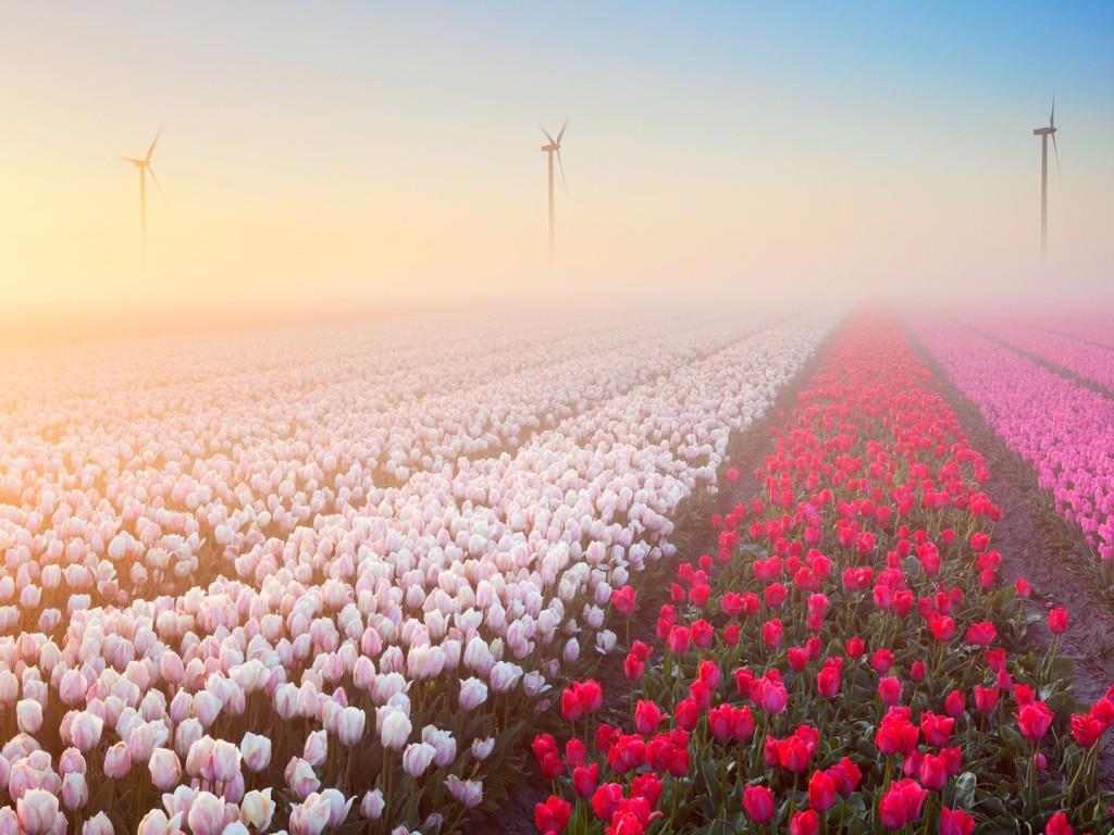 2. Hoa tulip ở Hillegom, Hà Lan