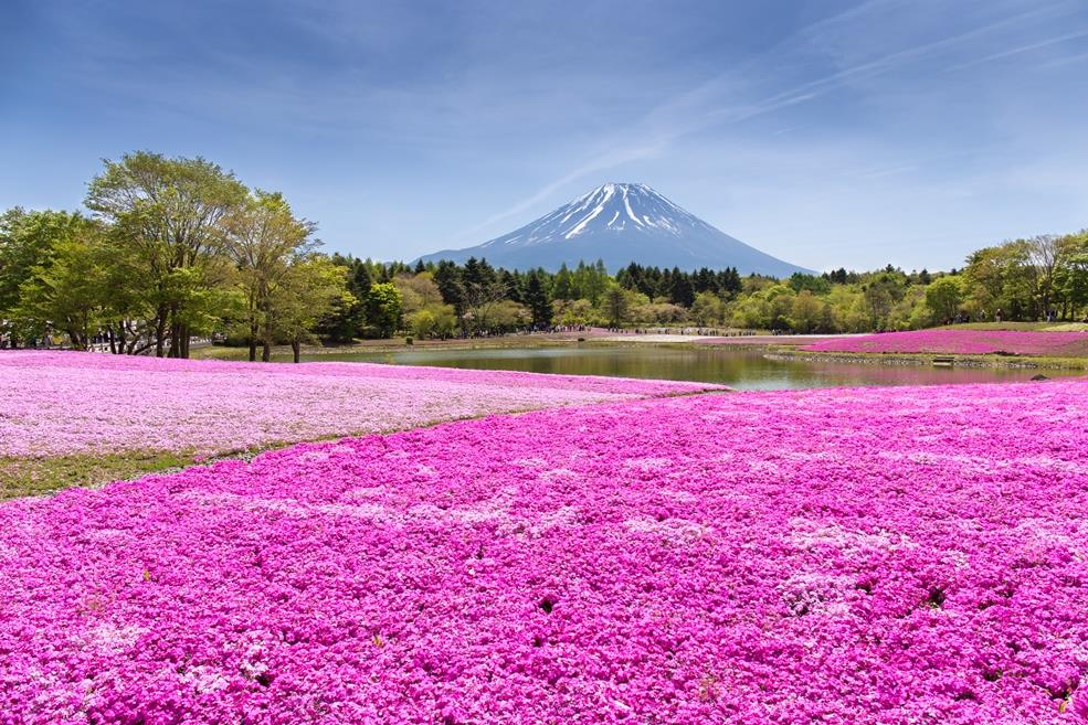 7. Hoa tảo hồng ở công viên Hitsujiyama, Japan