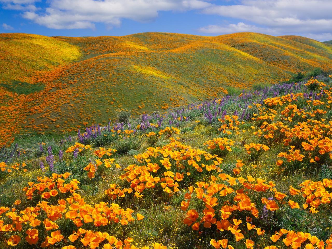 8. Hoa anh túc vàng ở thung lũng Antelopey, California