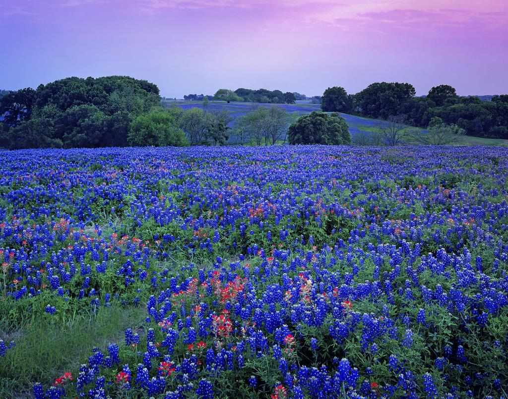 9. Hoa Bluebonnets ở thành phố Willow, Texas