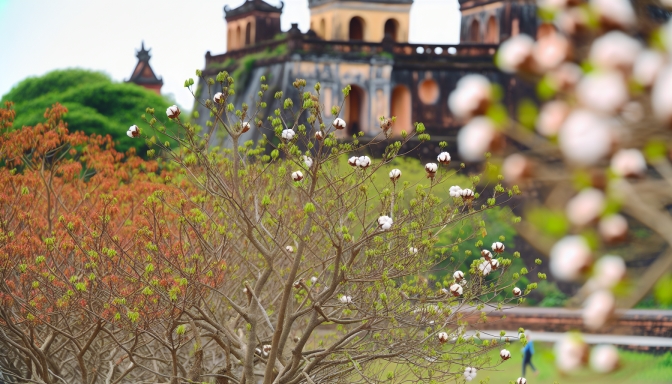 Vẻ Đẹp Hoa Gạo Cổ Thụ Tại Kinh Thành Huế