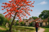 Sắc Thắm Hoa Gạo Thôn Đoan Nữ: Dấu Hiệu Chuyển Mùa Xuân Ngoại Thành Hà Nội