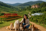 Khám Phá Sự Kỳ Diệu Của Đà Lạt: Từ Puppy Farm Đến Hệ Sinh Thái Dalattourist