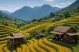 Khám Phá Vẻ Đẹp Ruộng Lúa Chín Sa Pa Qua 7 Quán Cà Phê Độc Đáo