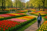 Khám Phá Mùa Hoa Tulip Rực Rỡ Tại Công Viên Keukenhof Hà Lan