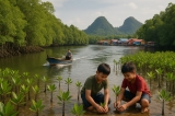Khám Phá Rừng Ngập Mặn Malaysia: Trải Nghiệm Độc Đáo Và Thú Vị
