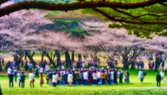 Khám Phá Lễ Hội Hanami: Điểm Đến Hoa Anh Đào Nhật Bản