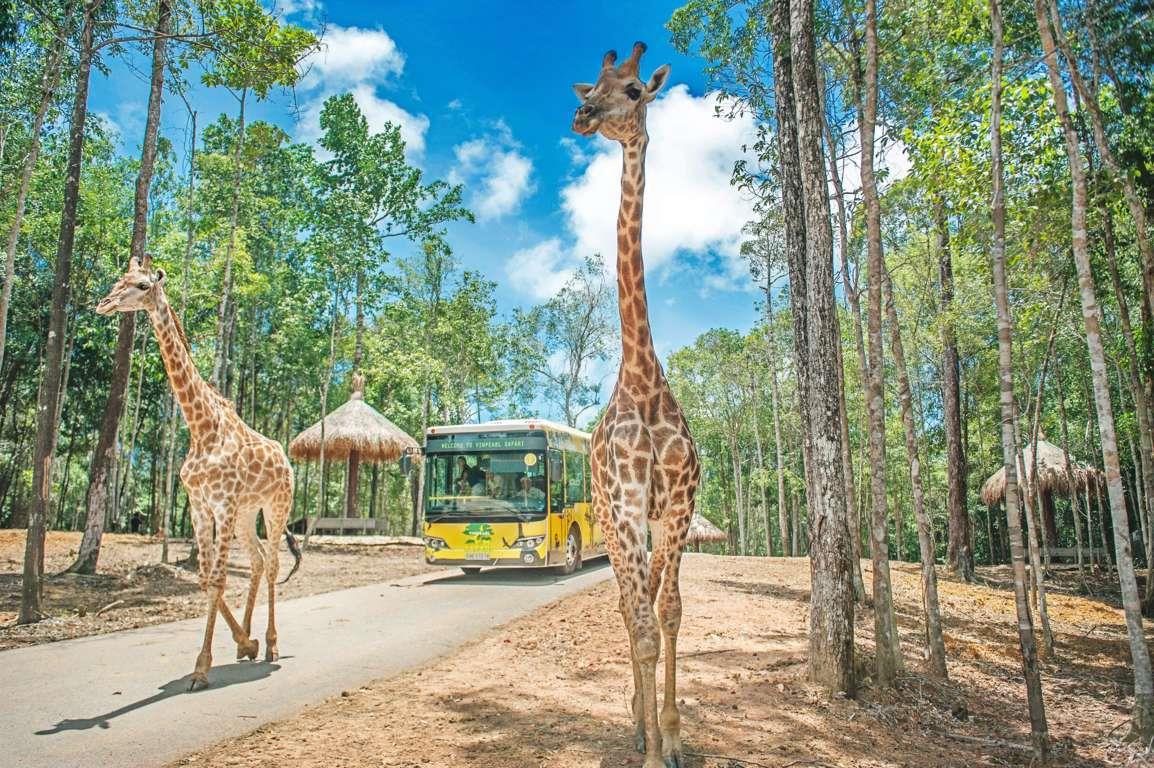 2. Cách di chuyển đến vườn thú Safari Phú Quốc