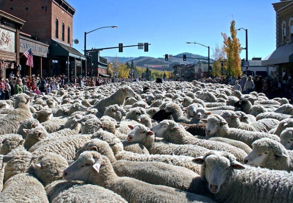 4. Lễ Hội Diễu Hành Cùng Cừu