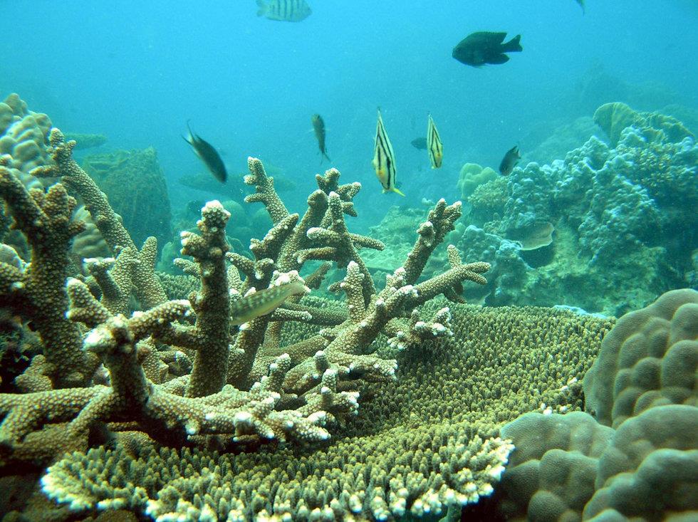 2. Các địa điểm lặn biển ngắm san hô ở Phú Quốc