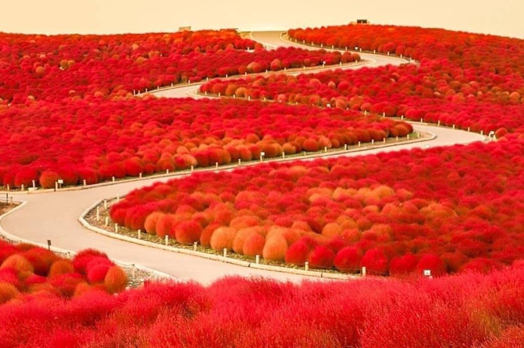Đồi Miharashi đỏ rực màu cỏ Kochia, Nhật Bản